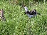 afrikaanse snippe saam2  Afrikaanse Snippe - African Snipes